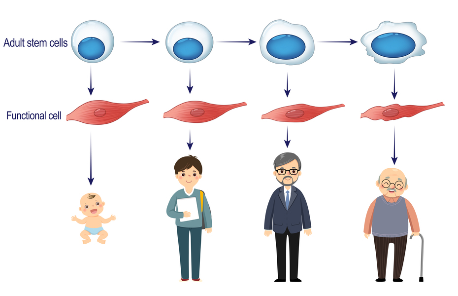 Telomere DNA and Ribosomal DNA Co-regulation Model Diagram 2
