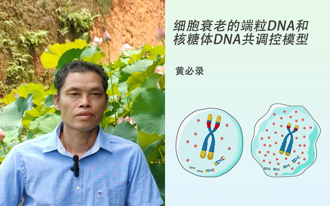 黄必录探索衰老